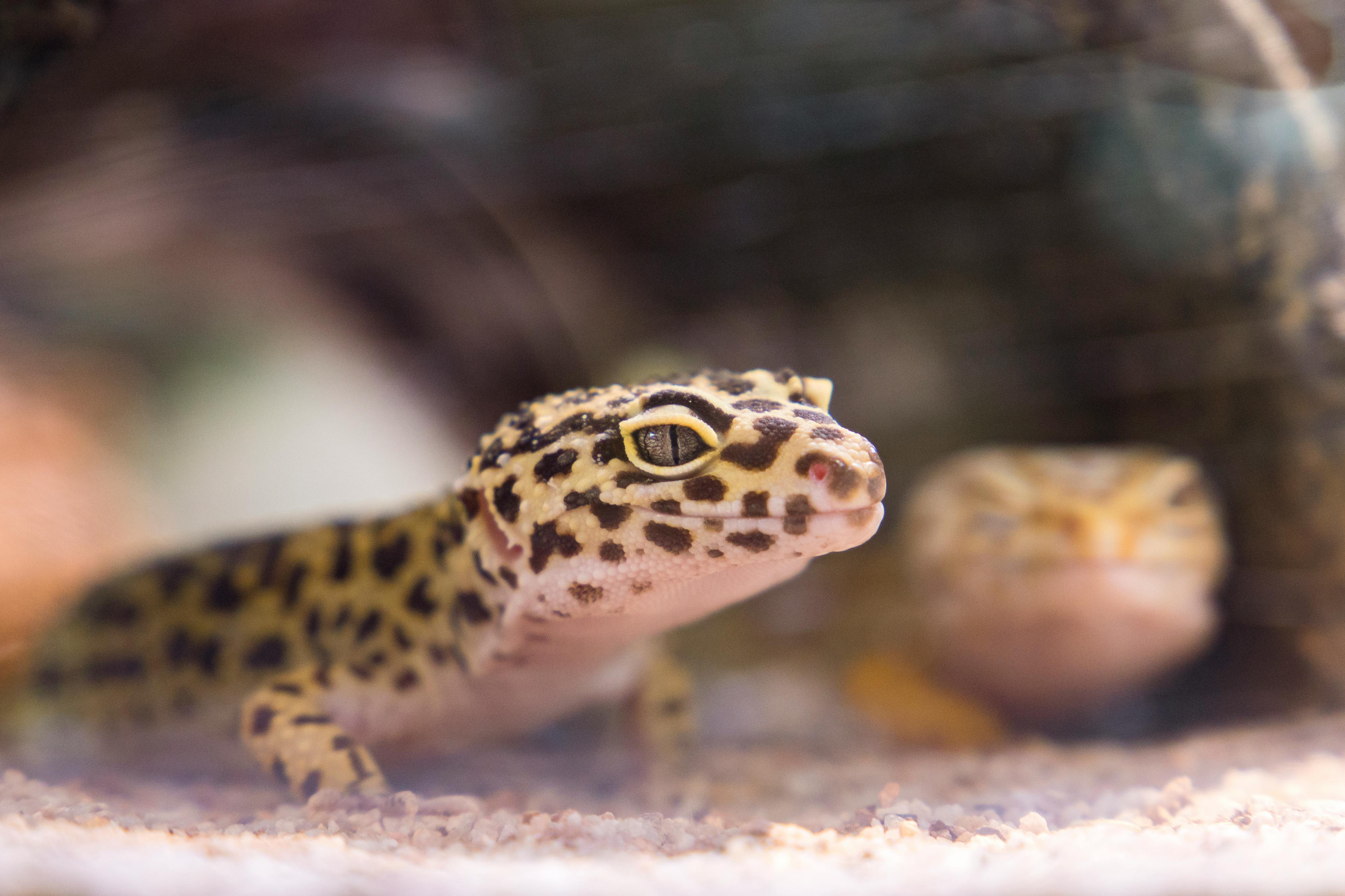 Gecko Leopardo